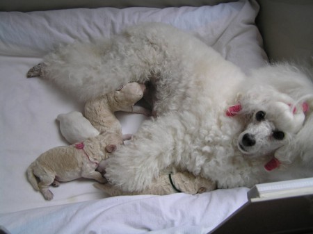 Dorly štěňátka B 6. den